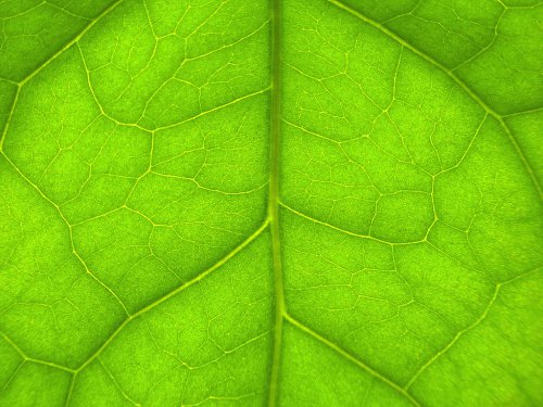Les 10 combats écologistes du moment